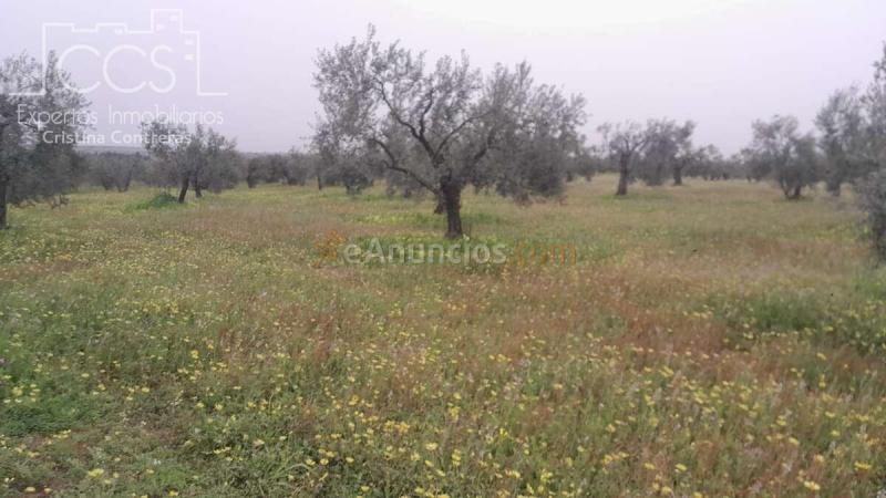 VENTA DE FINCA EN PROPIEDAD, DE 2HA DE TERRENO EN ALMONTE (HUELVA)