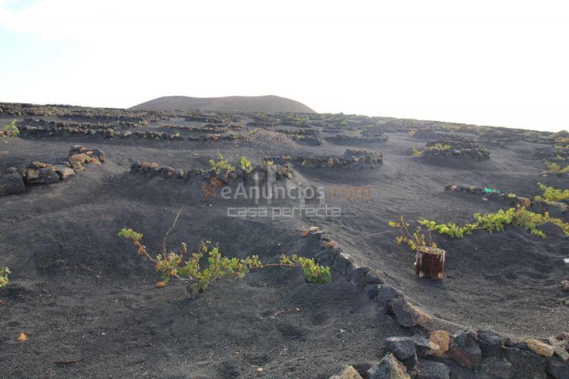 INCREIBLE FINCA DE PARRAS EN ZONA JUAN BELLO SAN BARTOLOME